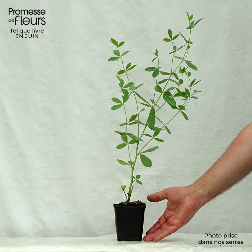 Esimerkki kesällä toimitetusta Etelänherne Starlite Prairieblues Taimiruukku 8/9 cm-taimesta