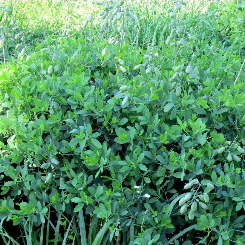 Etelänhernee var macrophylla (Kasvutapa)
