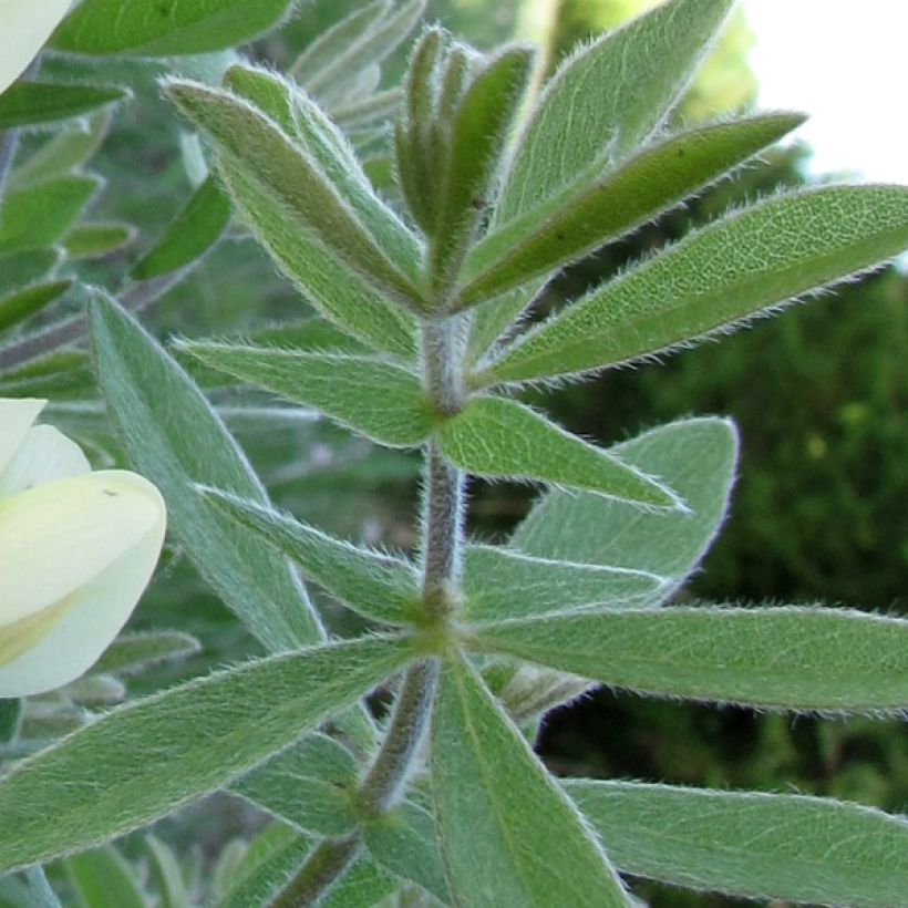 Etelänhernee - Baptisia bracteata (Lehvistö)
