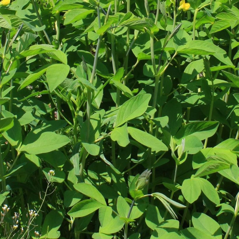 Etelänhernee - Baptisia sphaerocarpa (Lehvistö)