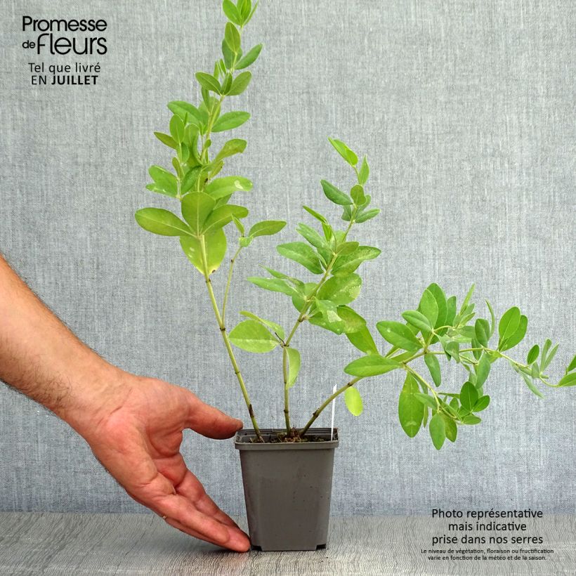 Esimerkki kesällä toimitetusta Etelänhernee - Baptisia sphaerocarpa Taimiruukku 8/9 cm-taimesta