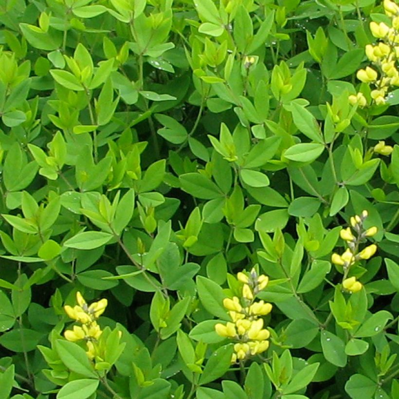 Keltaetelänherne - Baptisia tinctoria (Lehvistö)