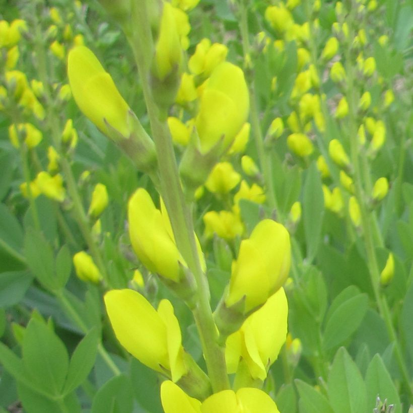 Keltaetelänherne - Baptisia tinctoria (Kukinta)
