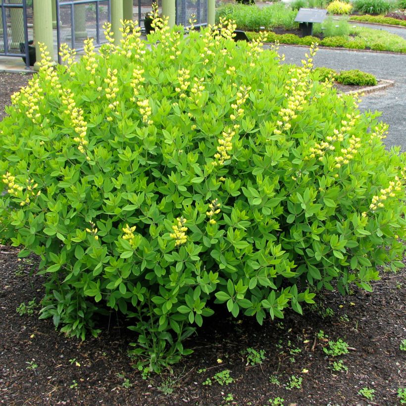 Keltaetelänherne - Baptisia tinctoria (Kasvutapa)