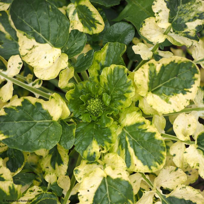 Peltokanankaali Variegata (Lehvistö)