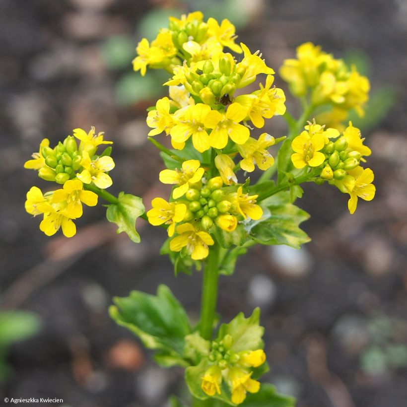 Peltokanankaali Variegata (Kukinta)
