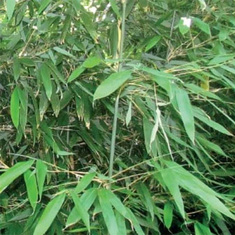 Bambu - Bashania fargesii (Lehvistö)