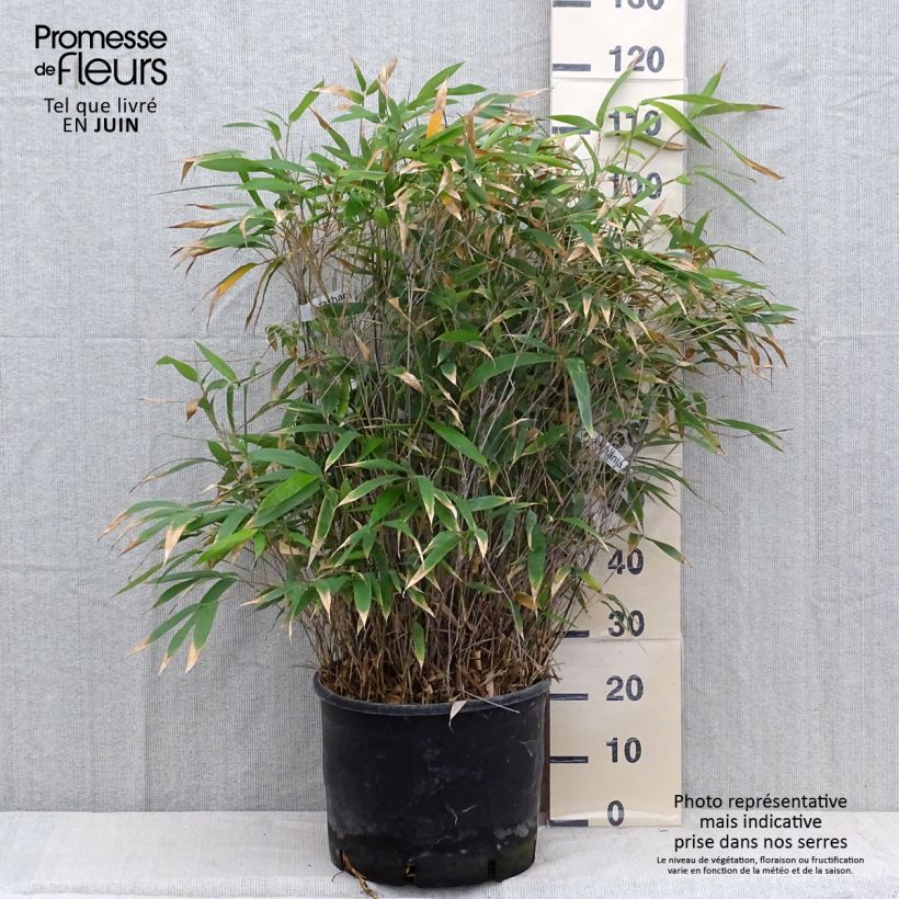 Esimerkki kesällä toimitetusta Bambu - Bashania fargesii Pot de 12L/15L-taimesta