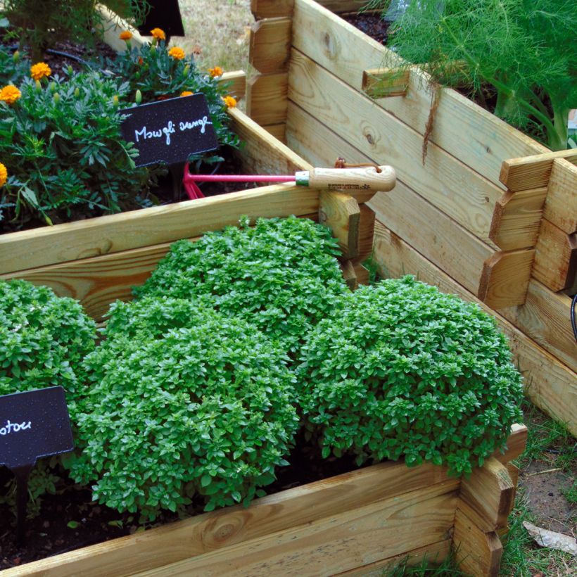 Maustebasilika Pistou (Kasvutapa)