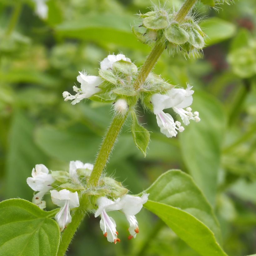 Sitruunabasilika luomu (Kukinta)