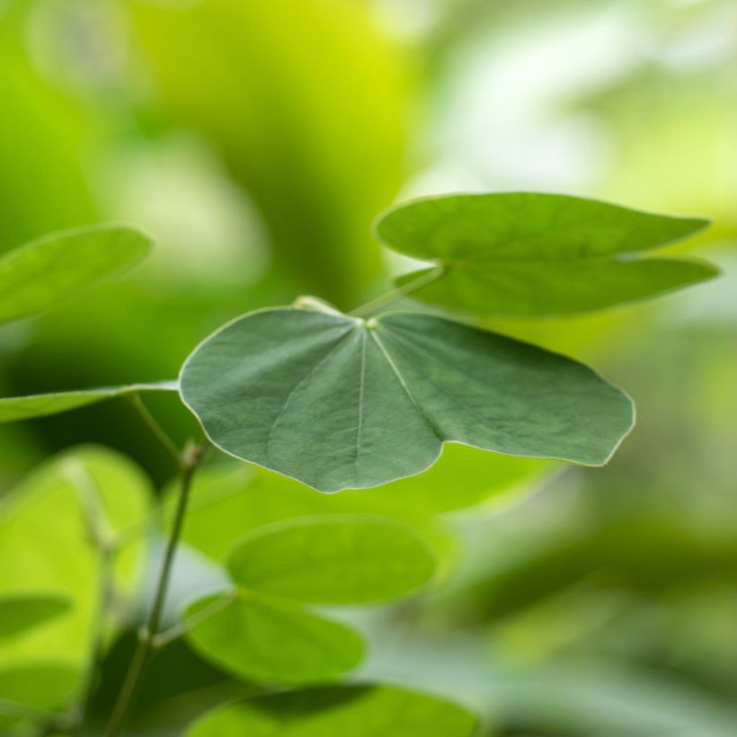 Bauhinia acuminata (Lehvistö)