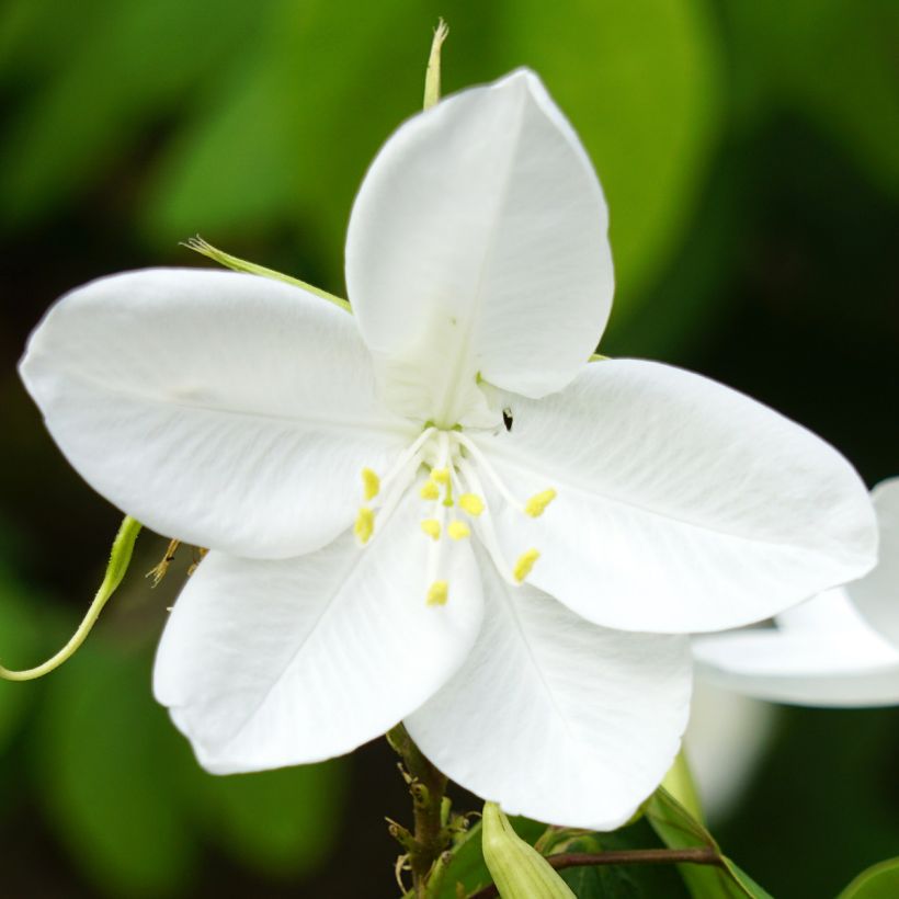 Bauhinia acuminata (Kukinta)