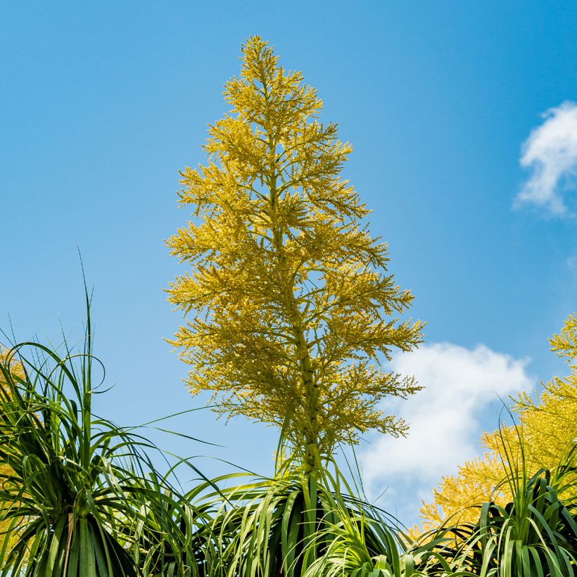 Pullojukka - Beaucarnea recurvata (Kukinta)