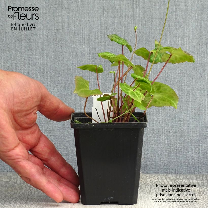 Esimerkki kesällä toimitetusta Beesia calthifolia Godet de 8/9 cm-taimesta