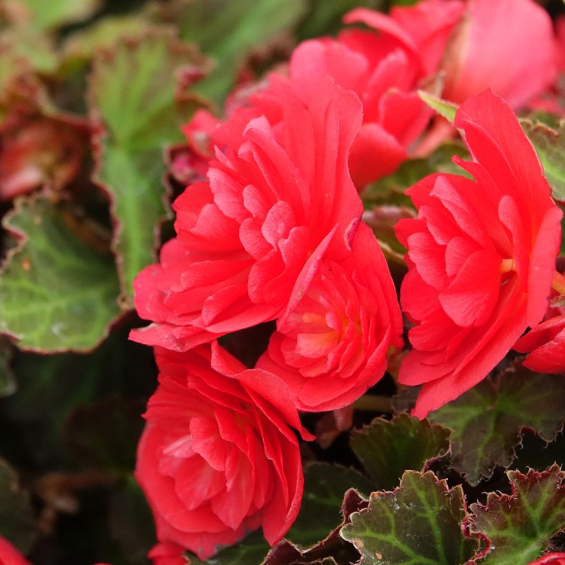 Kesäbegonia Bellissa Red (Kukinta)