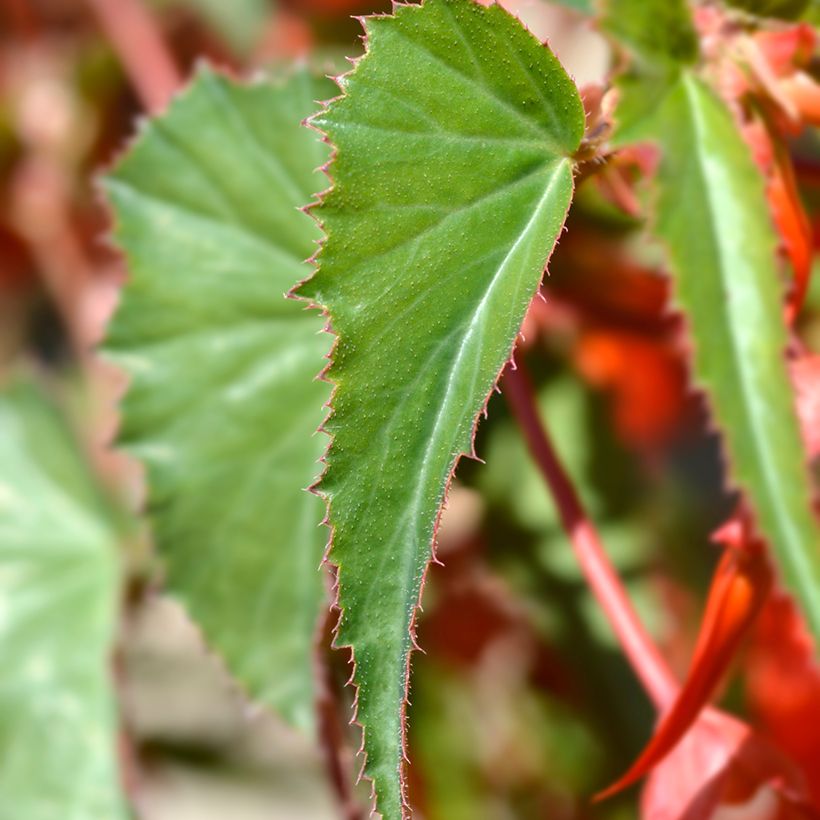 Riippubegonia Santa Cruz (Lehvistö)