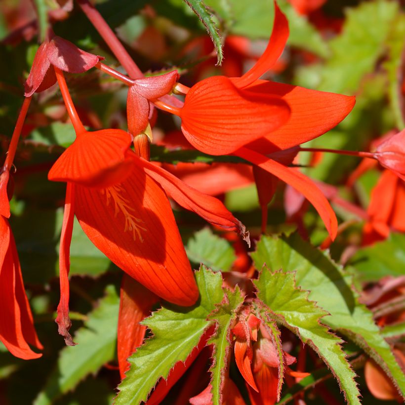 Riippubegonia Santa Cruz (Kukinta)