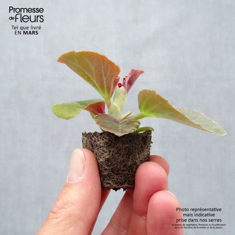 Esimerkki keväällä toimitetusta Kesäbegonia F1 Big Rose Bronze Leaf Minipaakku Ø 3/4 cm-taimesta