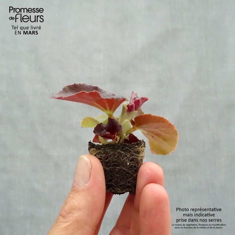 Esimerkki keväällä toimitetusta Kesäbegonia F1 Big Red Bronze Leaf Minipaakku Ø 3/4 cm-taimesta