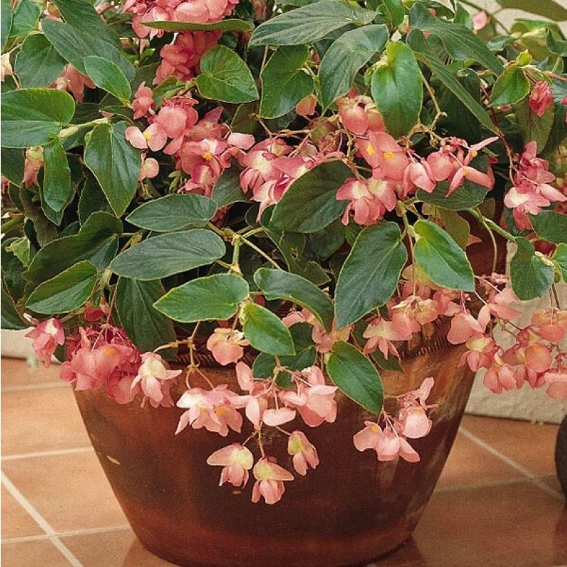 Kesäbegonia Dragon Wing Pink (Kukinta)