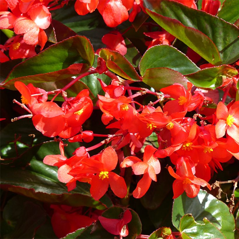 Kesäbegonia Dragon Wing Red (Kukinta)