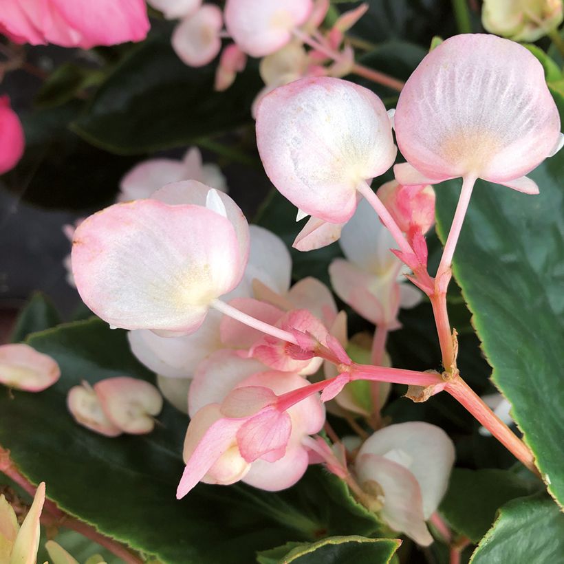 Begonia Dragon Wing White (Kukinta)