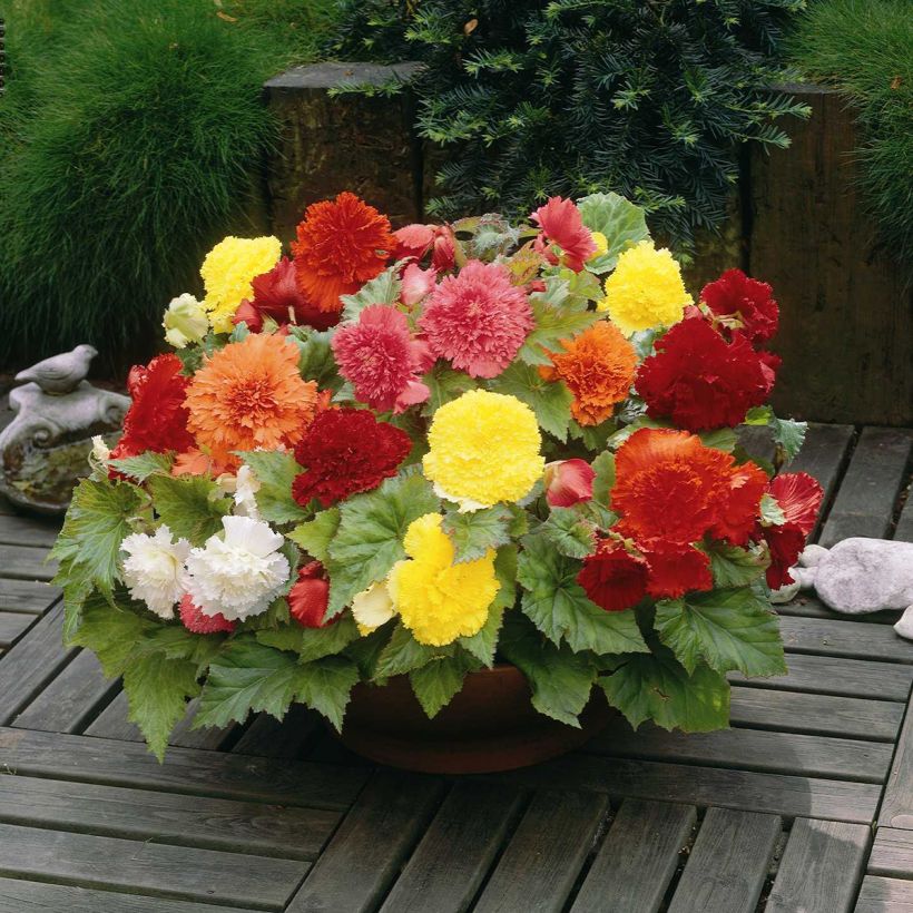 Mukulabegonia scarlet, pink, orange, yellow, white (Kasvutapa)