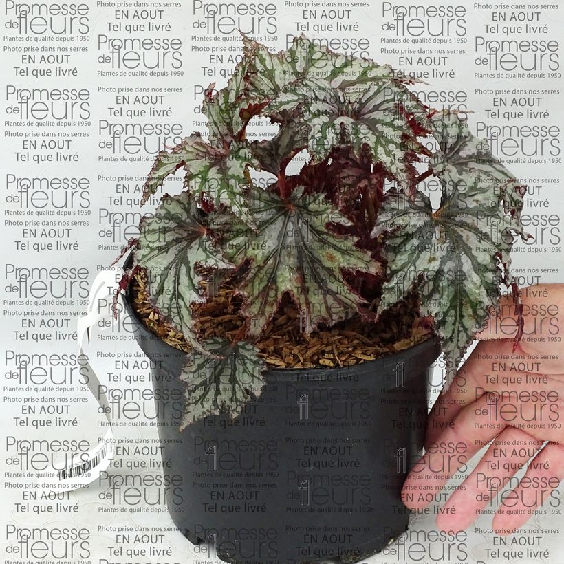 Esimerkki toimitetusta Begonia Garden Angel Blush 2 litran/3 litran ruukku-taimesta