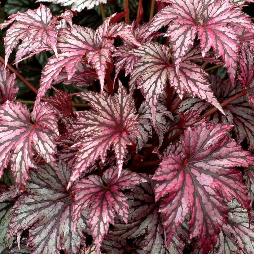 Begonia Garden Angel Plum (Lehvistö)