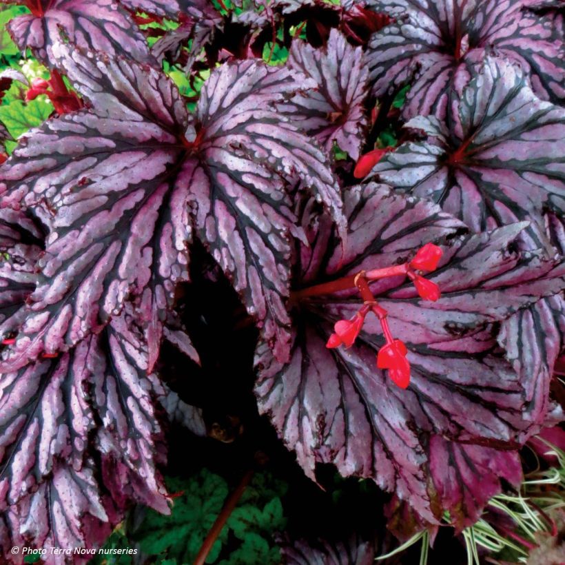 Begonia Garden Angel Plum (Kukinta)