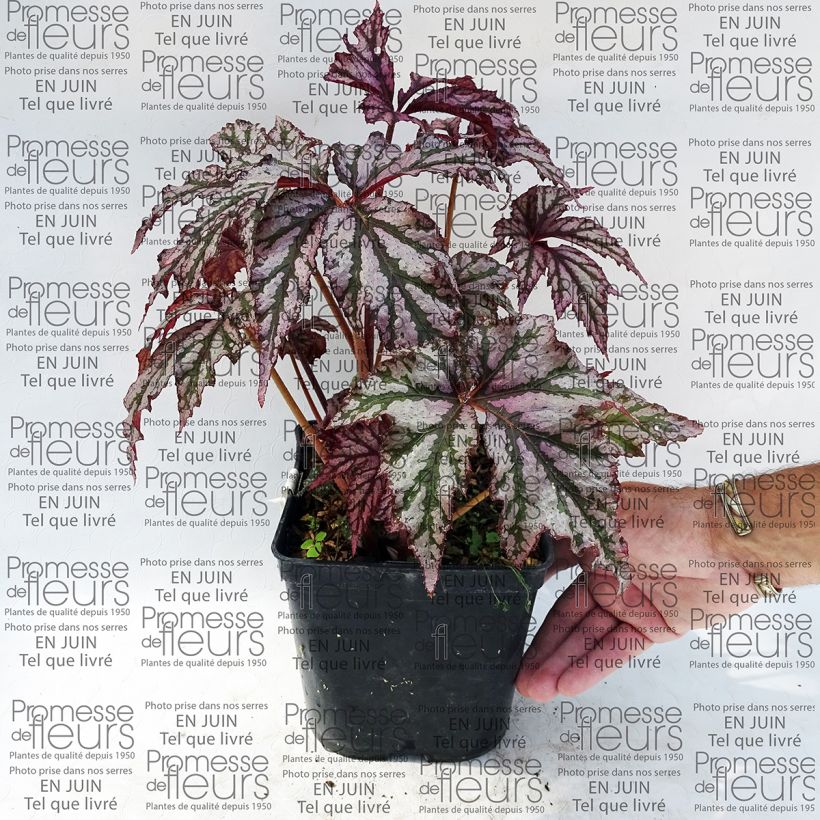 Esimerkki toimitetusta Begonia Garden Angel Plum 2 litran/3 litran ruukku-taimesta