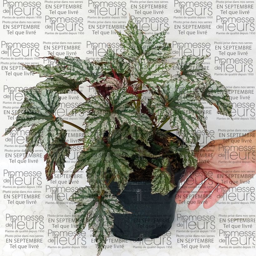 Esimerkki toimitetusta Begonia Garden Angel Silver 2 litran/3 litran ruukku-taimesta