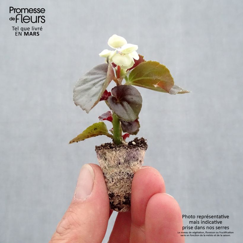 Esimerkki keväällä toimitetusta Kesäbegonia Gumdrop Coco White Minipaakku Ø 1,5/2,5 cm-taimesta