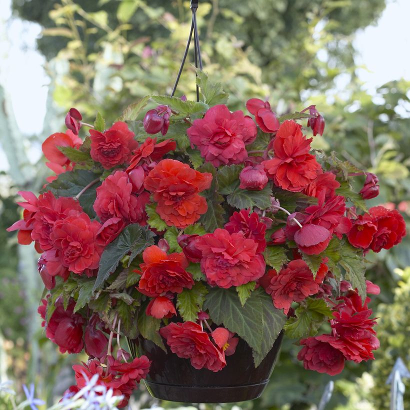 Mukulabegonia Red Glory (Kukinta)