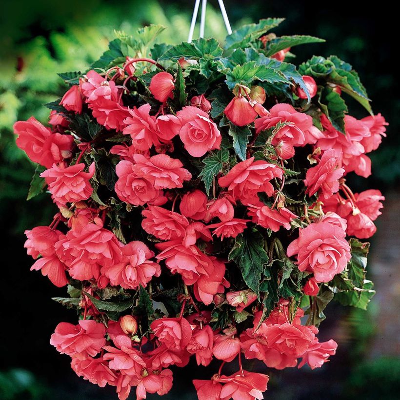 Mukulabegonia Pink Cascade (Kukinta)