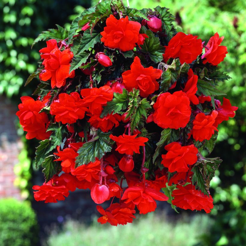 Mukulabegonia Scarlet Cascade (Kukinta)