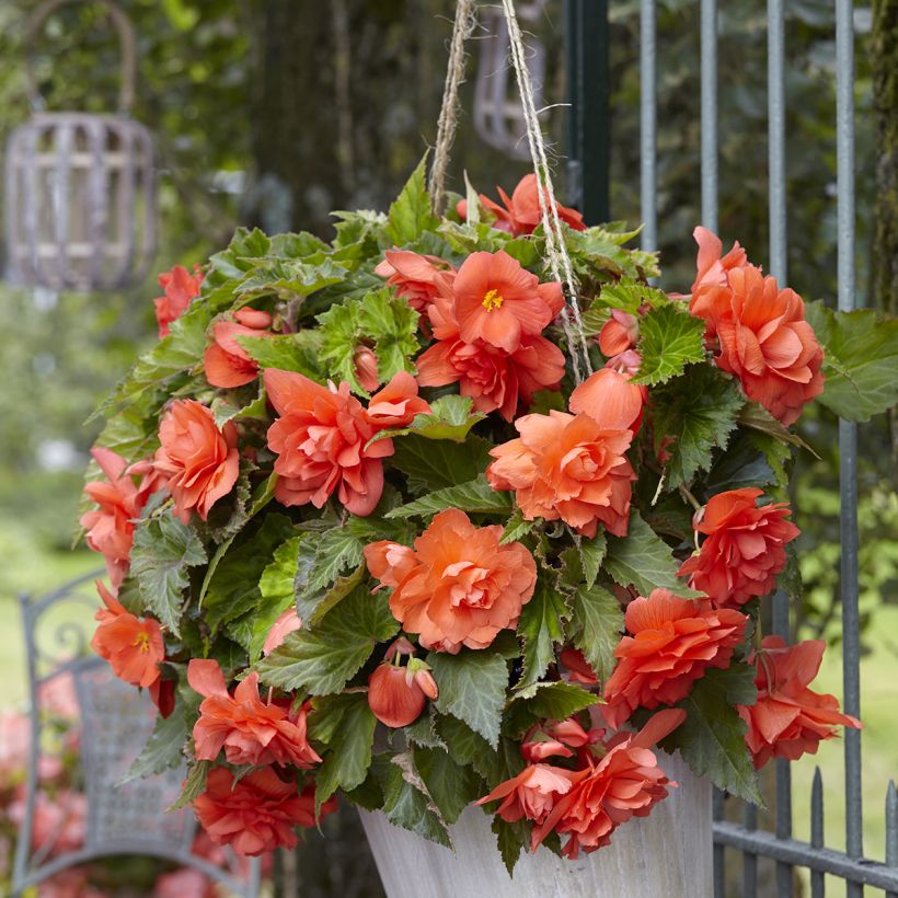 Riippubegonia Cascade Salmon (Kasvutapa)