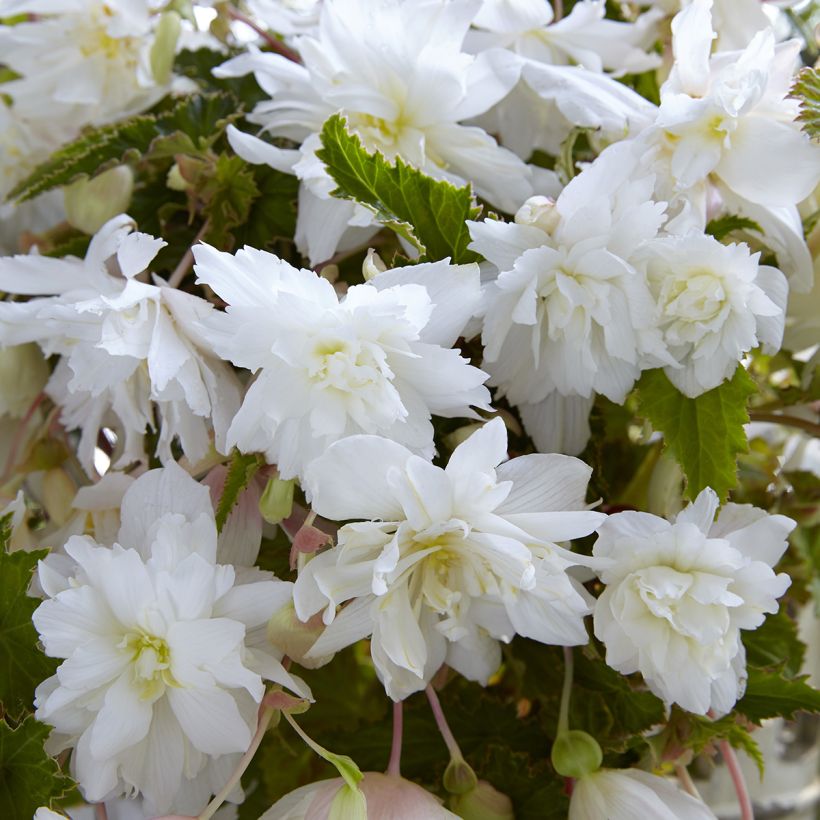 Riippubegonia White Cascade (Kukinta)