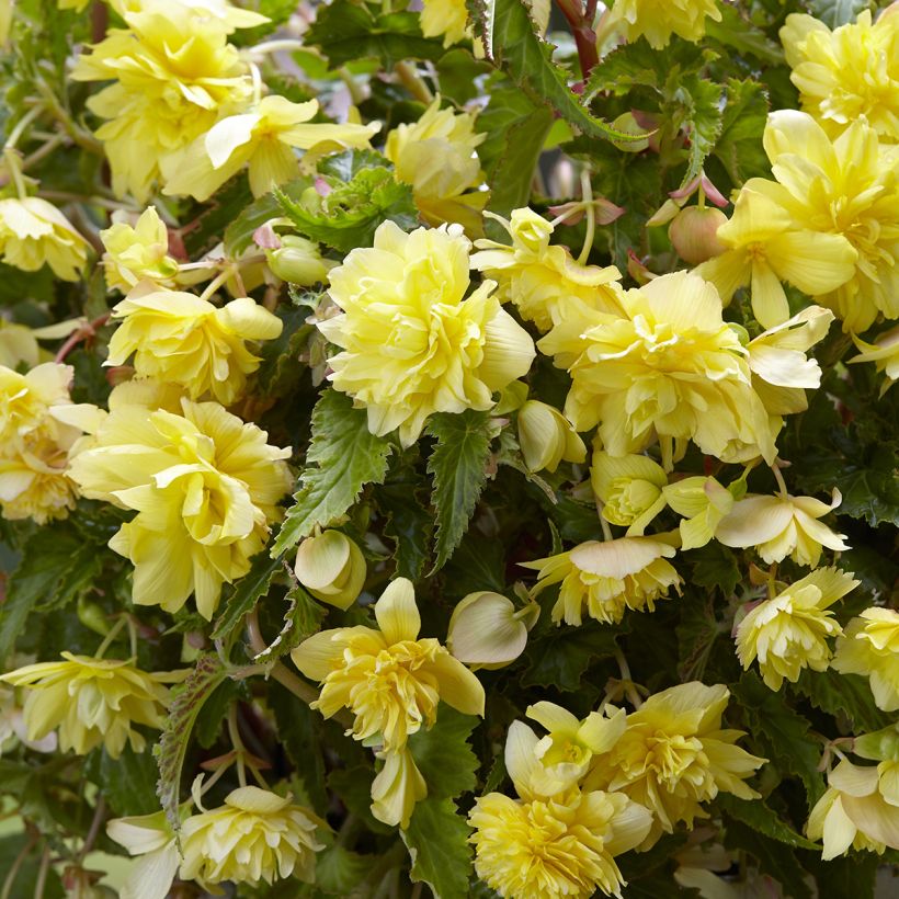 Riippubegonia Yellow Cascade (Kukinta)