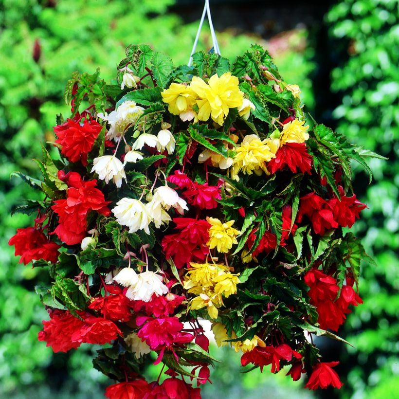 Mukulabegonia pink, salmon, scarlet, white, yellow (Kukinta)