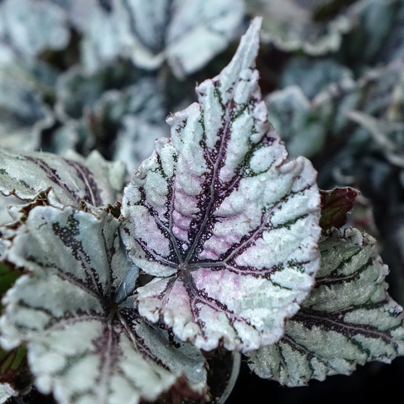 Kuningasbegonia Dew Drop (Lehvistö)
