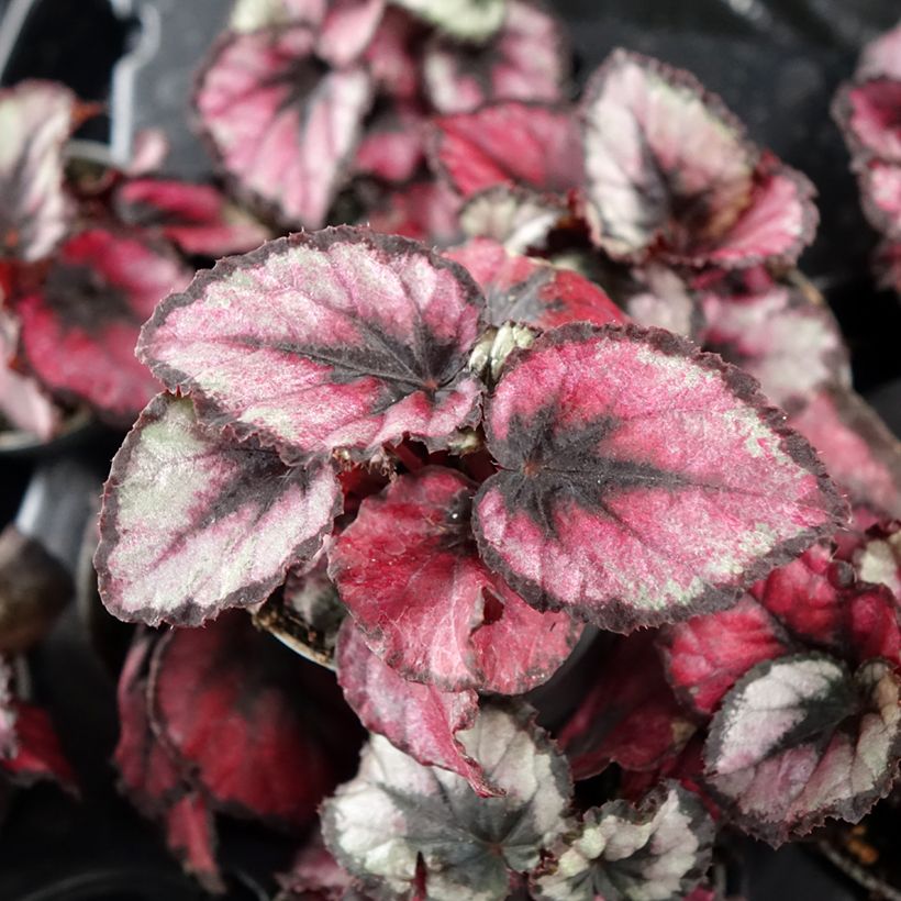 Kuningasbegonia Red Kiss (Lehvistö)