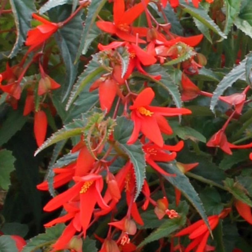 Riippubegonia Santa Cruz Orange (Kukinta)