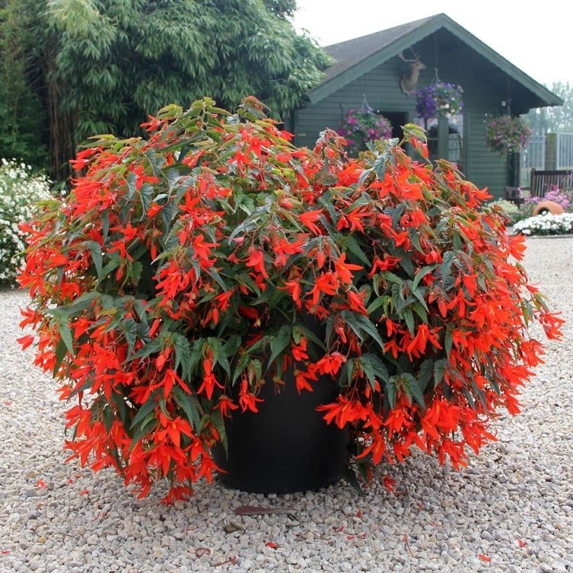 Riippubegonia Santa Cruz Orange (Kasvutapa)