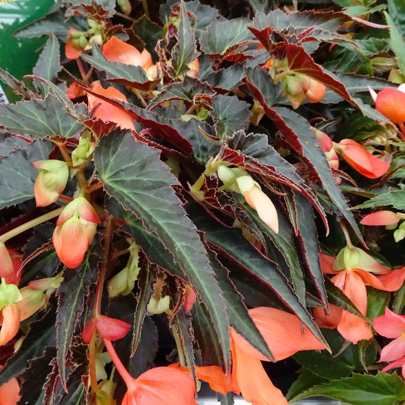Riippubegonia Summerwings Orange (Lehvistö)