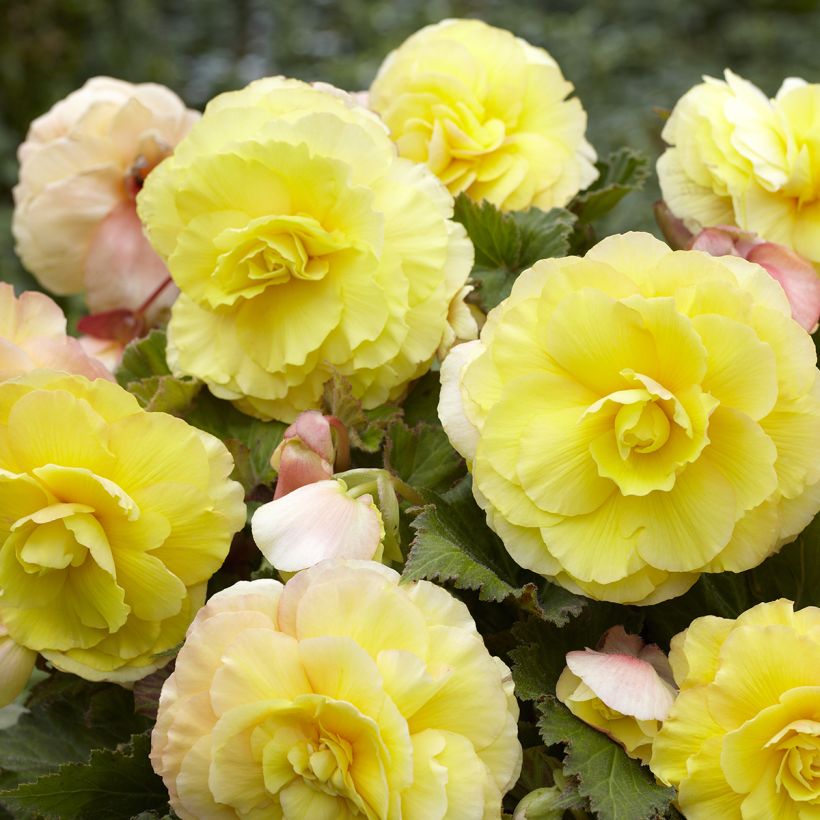 Mukulabegonia Superba Yellow (Kukinta)