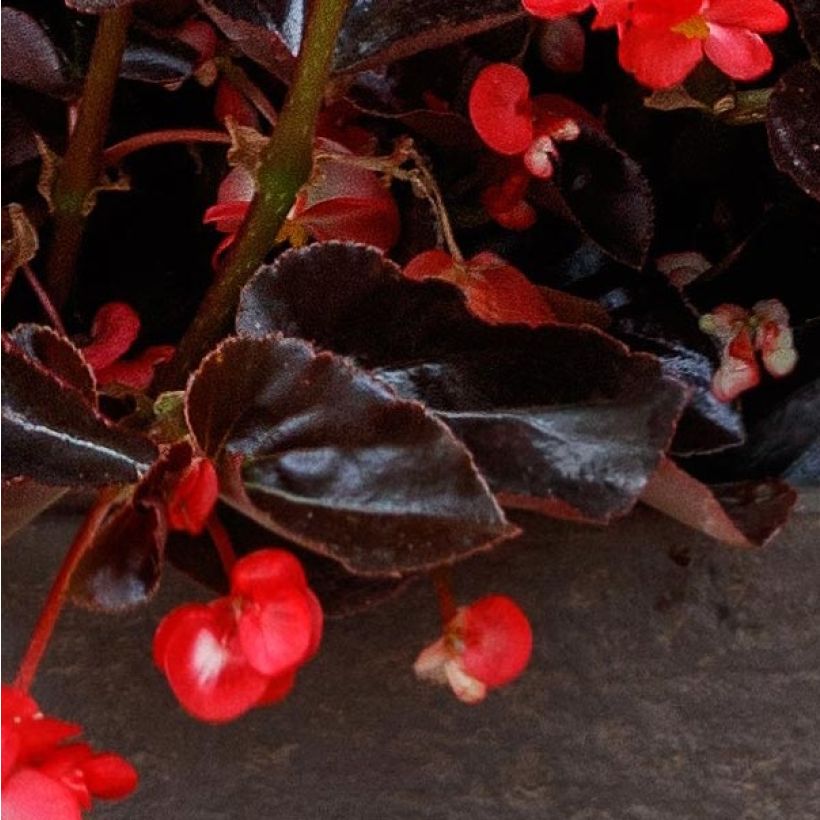 Kesäbegonia Viking Bronze Red (Lehvistö)
