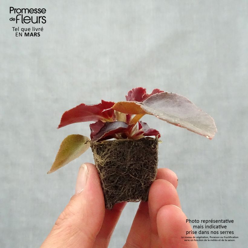 Esimerkki keväällä toimitetusta Kesäbegonia Viking Bronze Red Minipaakku Ø 3/4 cm-taimesta