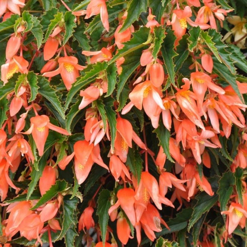 Riippubegonia Summerwings Apricot Improved (Lehvistö)