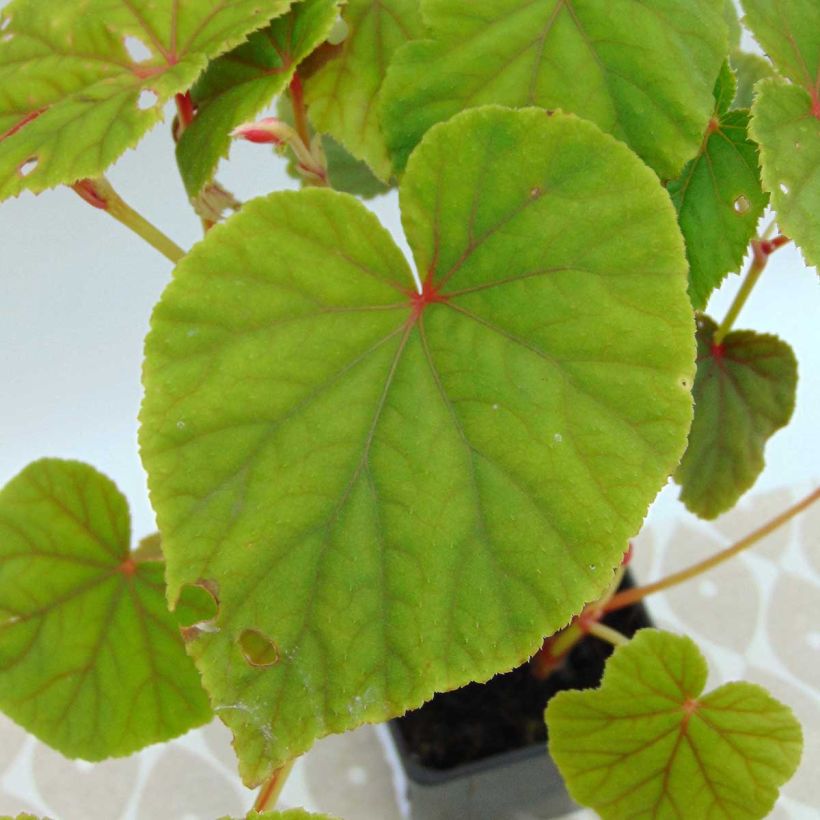 Begonia grandis subsp. evansiana (Lehvistö)